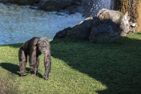 Chimpanzee among the grass in the Valencia bioparcの写真素材