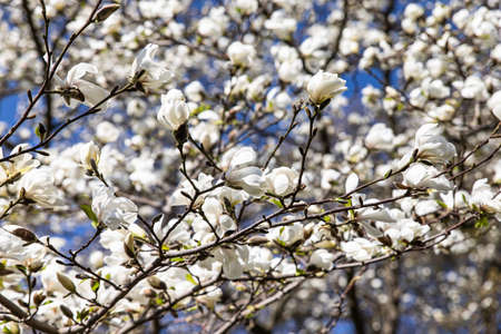 Beautiful white magnolia flowers in the spring season on the magnolia tree. White magnolia flowering background.の写真素材