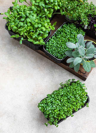 Different types of micro greens in containers. Seed germination at home. Vegan and healthy eating...