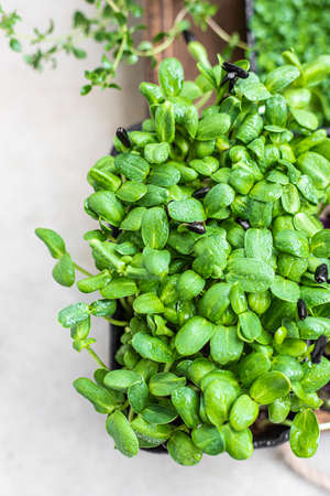 Growing sunflower sprouts for healthy eating and diet. Fresh microgreens close up.