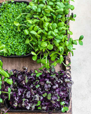 Different types of micro greens in containers. Seed germination at home. Vegan and healthy eating concept. Organic raw microgreens. Selective focus. Top view.の写真素材