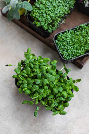 Different types of micro greens in containers. Seed germination at home. Vegan and healthy eating...