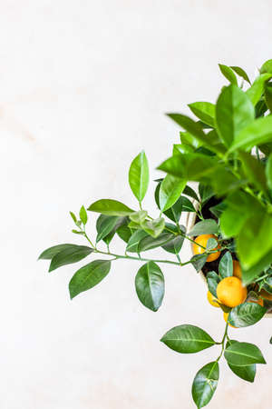 Little citrus tree or calamondin with lush green leaves and bright orange fruit. Orange, mandarin or tangerine tree. Concept of home gardening.の写真素材