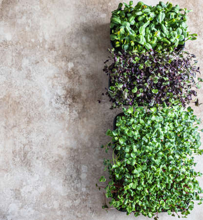 Different types of micro greens in trays. Seed germination at home. Vegan and healthy eating concept. Organic raw microgreens. Top view.の写真素材