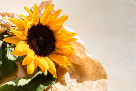 Beautiful sunflower on a light stone background. Copy space for text.の写真素材