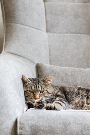 Close up of cute lazy cat lying in the gray armchair. Cat Portrait. Home interior and cozy environment with a cat. Selective focus.の写真素材