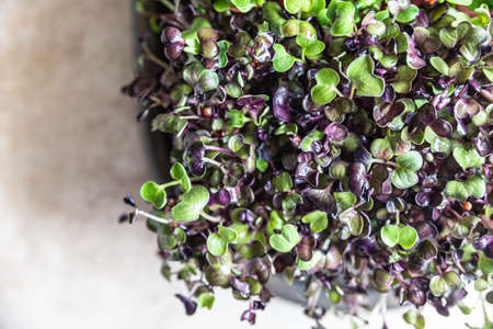 Micro greens in tray. Seed germination at home. Vegan and healthy eating concept. Organic raw microgreens. Top view.の写真素材