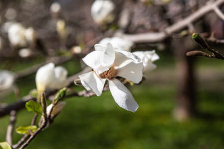 Beautiful white Magnolia flower. Blurred natual background. Spring garden. Selective focus.