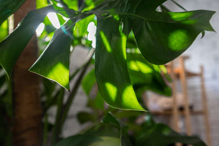 Close up of Monstera or Philodendron leaves against tiled wall. Tropical leaves background. Exotic tropical houseplant. Monstera in a modern home interior. Bright daylight.の写真素材