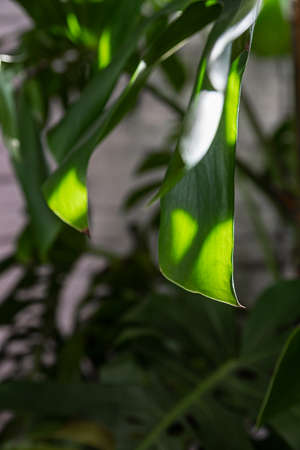 Close up of Monstera or Philodendron leaves against grey tiled wall. Tropical leaves background....