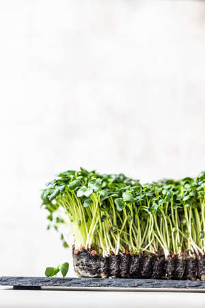 Radish microgreen sprouts on black slate board. Organic microgreen for eating healthy. Concept of vegan food. Growing at home.の写真素材