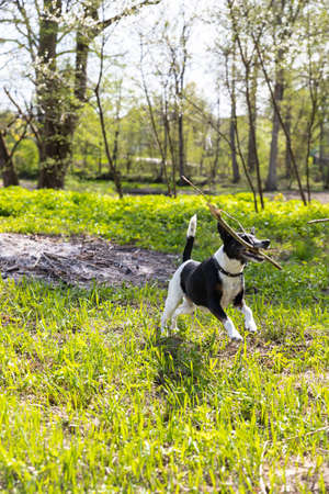 Dog breed smooth-haired fox terrier enjoying and playing with a stick on open air. Sunny day. spring...