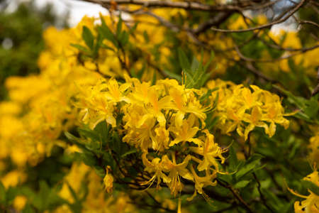 Yellow rhododendron flower in spring garden, blurred nature background. Branch of a beautiful...