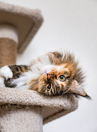 Charming Maine coon cat looking at the camera on a cat tree near the light wall of the house. Scratching post.の写真素材