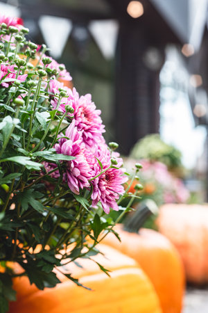 Autumn decorations near a street cafe for Halloween, Thanksgiving, fall season. Composition with pumpkin, chrysanthemum. autumn still life. Cozy atmosphere.の写真素材