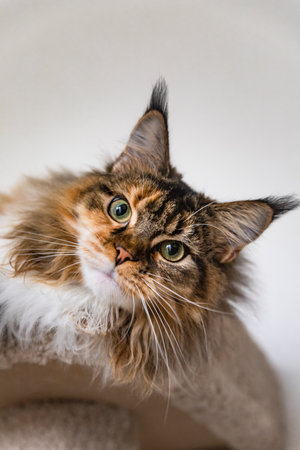 Charming Maine coon cat looking at the camera on a cat tree near the light wall of the house. Scratching post.の写真素材