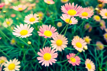 Coloful daisy in the park.