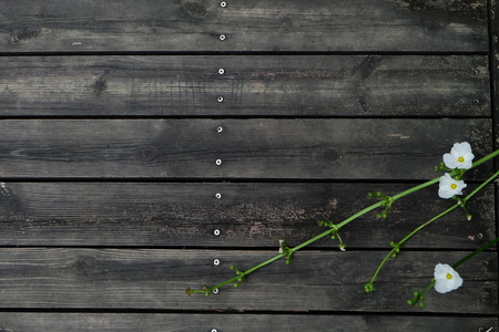 A blurry white flower with brown wood background.の写真素材