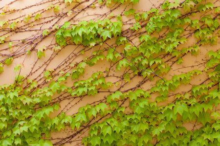 Some ivy on a beige wallの写真素材