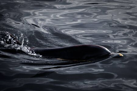 A dolphin swimming in dark watersの写真素材