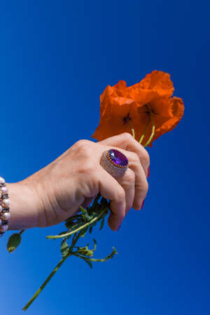 Mature woman's hands holding a red poppy against a vibrant blue skyの写真素材