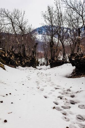 a snowy road to the mountains with trees and blue sky