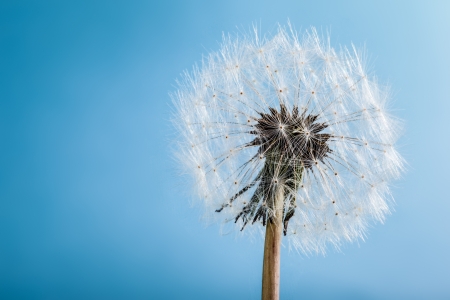 macro shot of a fragile and fluffy dandelion intactの写真素材