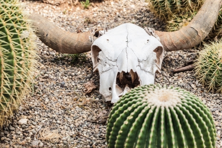 a bleached buffalo skull on the ground neas some cactus in a barren desertの写真素材