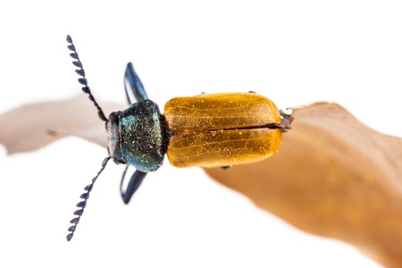 Macro shot of an Omophlus lepturoides, also known as comb-clawed beetle