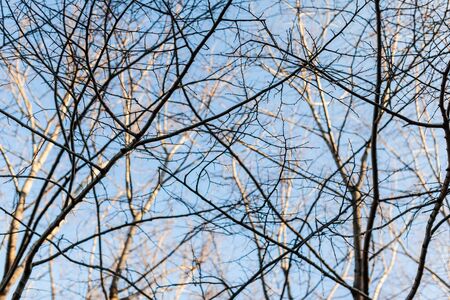 some bare tree branches over a pastel blue skyの写真素材