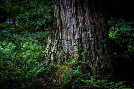a big tree trunk with green sprouts and branches in a woodの写真素材