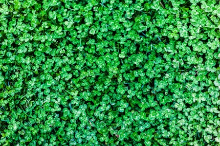 detail of a clover field: a good background for Saint Patrick's Dayの写真素材