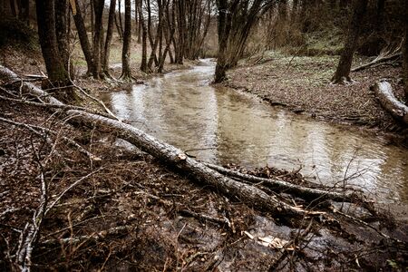 a gloomy torrent flowin in a forest between bare treesの写真素材