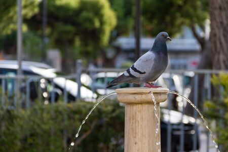 a pigeon sitting on the top of a fountainの写真素材