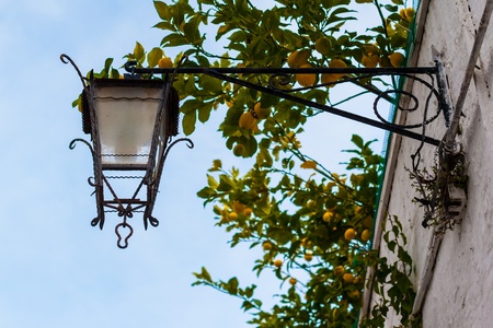an old and pictoresque street lantern over some branches of lemonsの写真素材