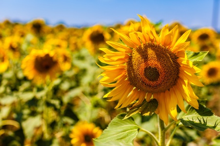 macro shot of a beautiful sunflower in a sunny sunflower fieldの写真素材