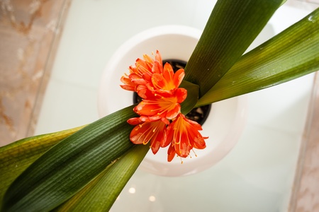 a vibrant orange potted flower plant seen from above