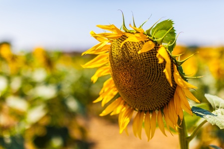 a big sunflower in a sunny day at the sunflower fieldの写真素材