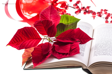 the holy bible with a poinsettia flower on it and isolated on whiteの写真素材