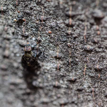 extreme macro shot of a common house fly on a dark tree barkの写真素材