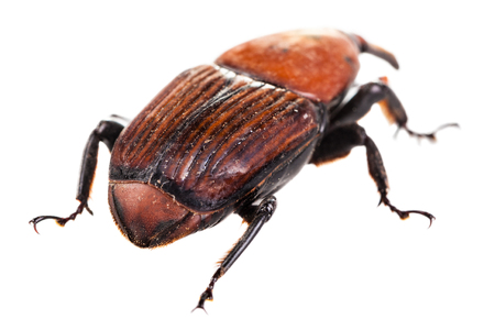 macro shot of a red weevil isolated over whiteの写真素材