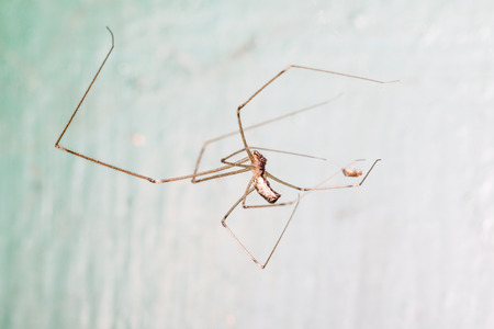 Holocnemus pluchei, the marbled cellar spider, is a cellar spider species found around the...
