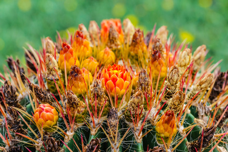 Ferocactus is a genus of large barrel-shaped cacti, mostly with large spines and small flowersの写真素材