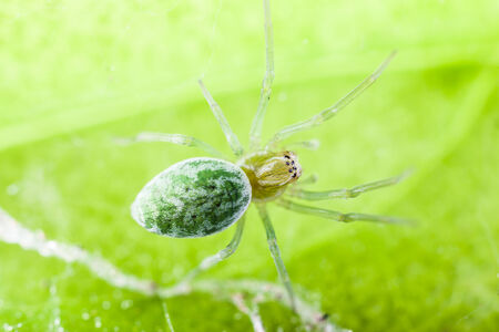 Nigma walckenaeri; a green cribellate spider up to five millimetres long, the largest of the family Dictynidaeの写真素材