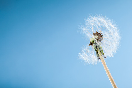 macro shot of a dandelion over a blue with wind blowing seeds awayの写真素材