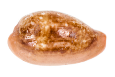 a seashell isolated over a white background