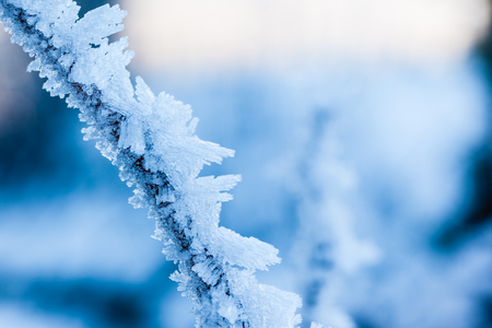 a small twig covered with hoarfrost ice crystals in winterの写真素材