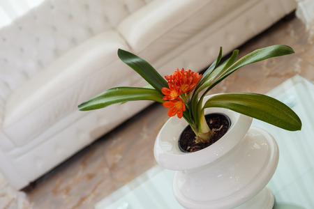 a luxurious and big modern living room with white furnituresの写真素材