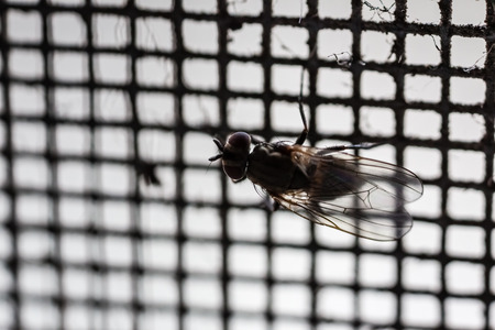 extreme macro shot of a disgusting black flyの写真素材