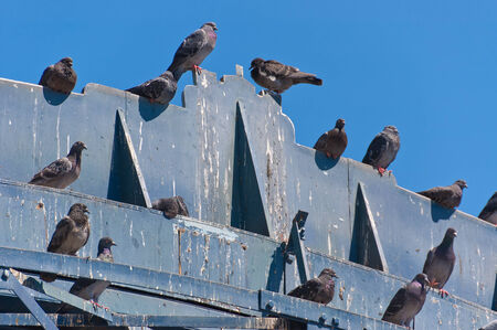 lot of pigeons on a wooden structureの写真素材